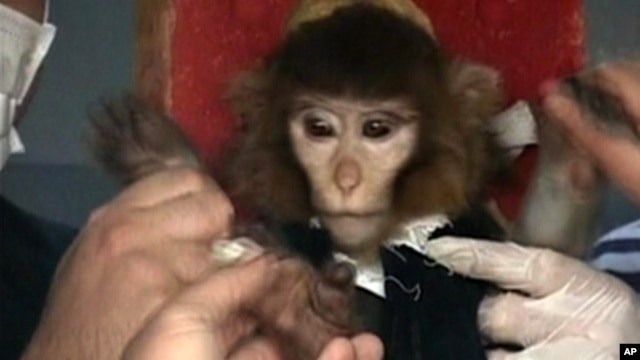 In this undated image taken from AP Television, scientists in Iran surround a monkey ahead of a space launch.