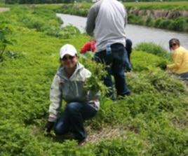 The three-day program included conservation activities like pulling invasive weeds from banks of the Platte River.
