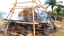 Des ivoires d'éléphants en train d'être brûlés à Libreville, au Gabon (Archives)