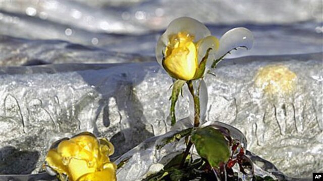 Two yellow roses covered in ice protrude from a frost cloth cover at Dewars Nurseries in Apopka, Fla., where the temperatures have been below freezing, Dec 14, 2010