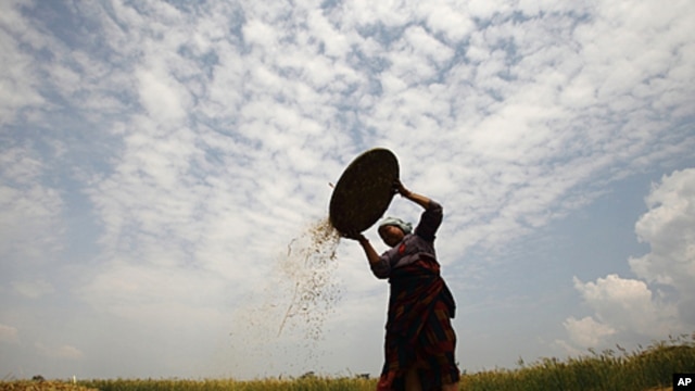 A farmer separates grains from weeds of barley in Lalitpur, near Kathmandu, April 26, 2011.