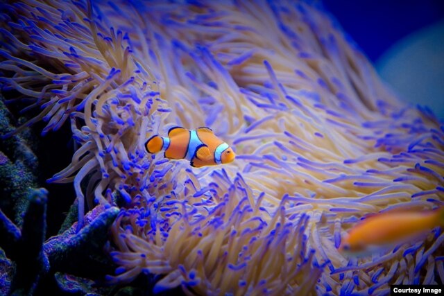 Kompleks akuarium riset marina(SeaSim) di Australian Institute of Marine Science, Townsville, 19 Maret 2015, (Courtesy Image, DFAT / Patrick Hamilton).