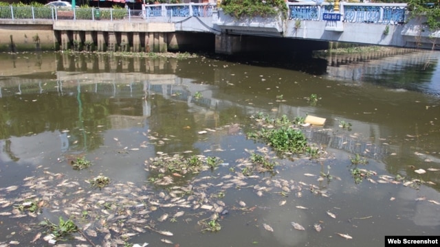 Cá chết trắng kênh Nhiêu Lộc Thị Nghè ngày 17/5/2016. (Ảnh chụp từ trang Dantri).