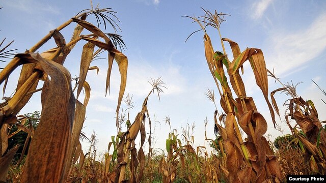 Failed maize crops in an area of Ghana which has suffered failed rains and rising temperatures. Sorghum, millet and cassava could become better options in large parts of Africa. (Neil Palmer/CIAT)