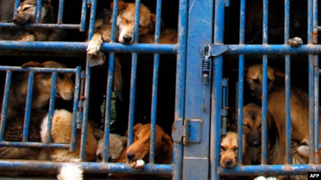 300 con chó được giải cứu khỏi bị giết thịt ở Việt Nam.