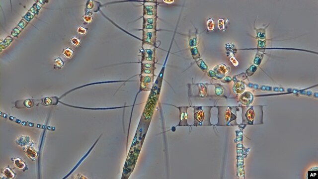 Enlargement of phytoplankton cells