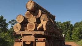 The UN says between 30 and 100 billion dollars are lost each year to the illegal trade in timber. (UNEP)