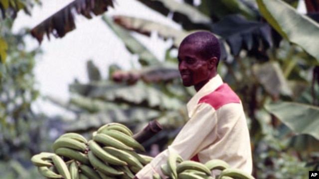 Banana farmer in Africa