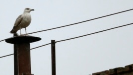 A seagull rests on the chimney of the Sistine Chapel at the Vatican, March 13, 2013.