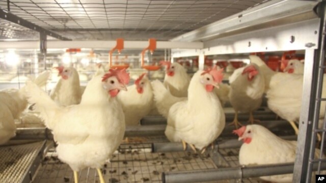 Larger, "enriched" cages have perches, scratching areas, nesting boxes and room for the hens to raise their wings.

