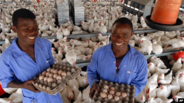 A partnership including the U.S. government, TechnoServe, and Cargill helped transform the poultry industry in Mozambique.