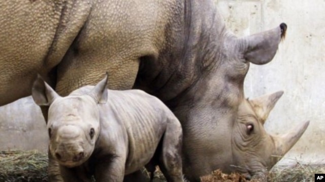 A black rhinoceros calf born at a zoo stays close to his mother (File)
