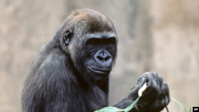 Kamilah, a 34-year old female lowland gorilla who lives in the San Diego Zoo, is the first gorilla to have her genome sequenced. 