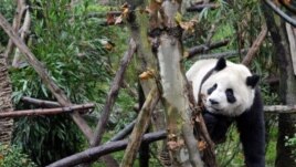 Gấu trúc tại khu bảo tồn tại thành phố Đô Giang Yển, tỉnh Tứ Xuyên, tây nam Trung Quốc.
