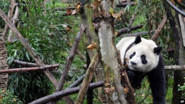 A panda plays in Panda Valley natural reserve in Dujiangyan city, in southwestern China's Sichuan province, January 11, 2012.