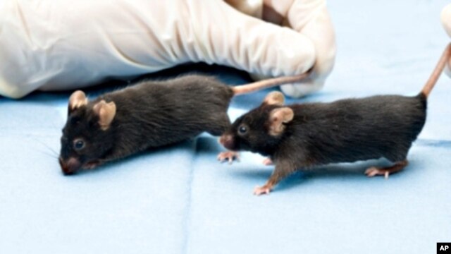Researchers at Washington University in Saint Louis have identified a specific gene that causes deafness in mice.