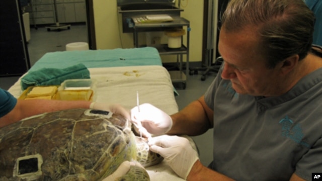 Ziva, a female loggerhead turtle being treated by veterinarian Terry Norton, was injured after being hit by a boat.
