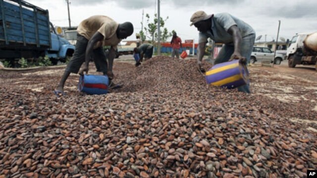 Workers gather cocoa beans in Duekoue, Ivory Coast, May 18, 2011.