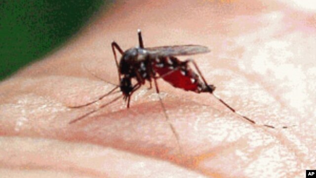93 casos de dengue en los Cayos en 2009 y 2010, han encendido las alarmas en Estados Unidos