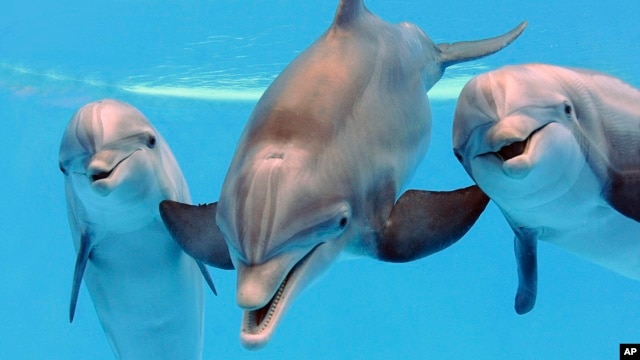 File -  Dolphins  are seen at the Brookfield Zoo in Brookfield, Ill.  (AP Photo/Chicago Zoological Society, Jim Schulz)