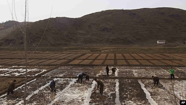 People work in a field outside of Kaesong, North Korea, April 17, 2011. North Korea's perennial food shortage reached a crisis point in 2011, aid workers say, because of torrential rains, the coldest winter in 60 years and rising food prices.