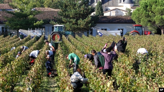 FILE - Workers collect red grapes in the vineyards near Bordeaux, France.