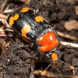 A female American burying beetle (Nicrophorus americanus)