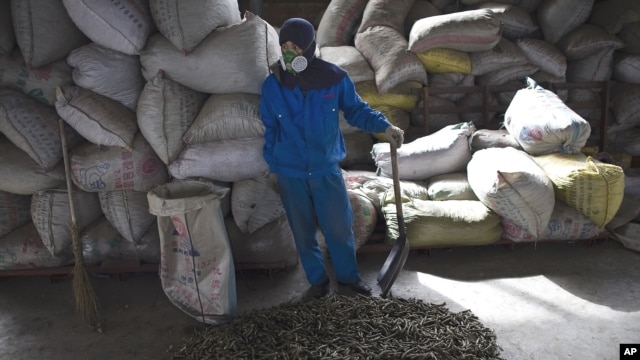 A worker stands near the agricultural waste called "green coal" fuel pellets on the floor inside a factory outside of Beijing, China. (File 2009)