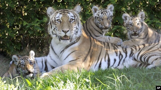 El hecho ocurrió en el zoológico de Nueva York, en el Bronx.
