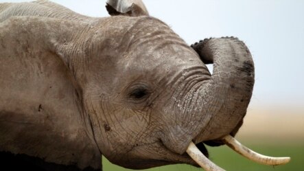 Tembo na thamani yake