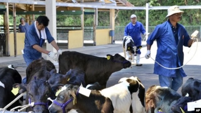 Calves arrive at a dairy cattle market to be put up for auction in Motomiya, Fukushima prefecture, 50 kms west of the stricken Fukushima Daiichi nuclear power plant, July 14, 2011