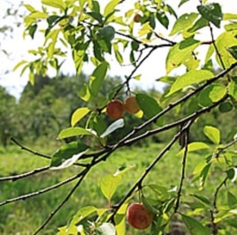 More than 600 apple varieties grow at the Pavlovsk Experimental Station.