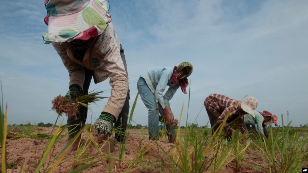 FILE - Cambodian farmers plant rice on the dry earth in the rice paddy on the outskirts of Phnom Penh, Cambodia.