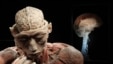 Plastinated human body exhibit during a media viewing for the exhibition "The Human Body" in Ostend, Belgium, June 15, 2012 file photo.
