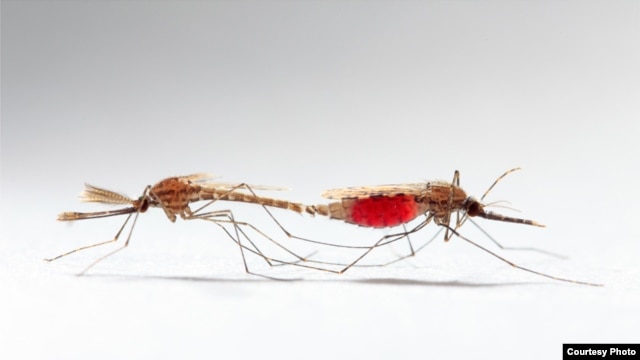 Mating of some disease-carrying mosquitoes would not result in births if scientists can disable the male’s mating plug. (University College London/Sam Cotton)  