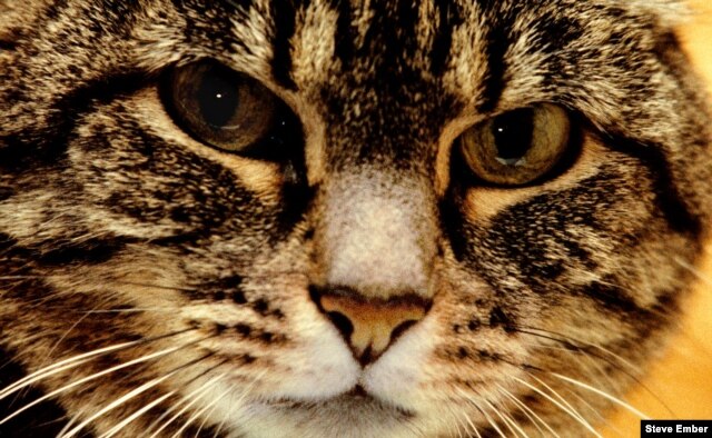 A female tabby cat's eyes show her alertness