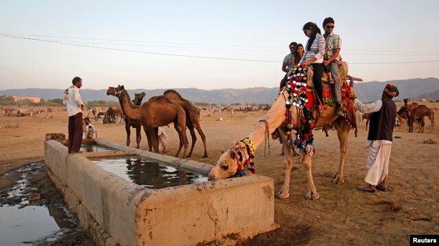 Tourists sit on a camel as it takes a drink of water at Pushkar Fair in the desert Indian state of Rajasthan November 23, 2012.