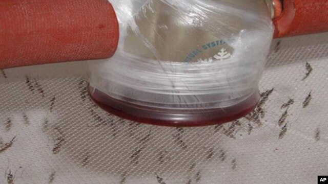Adult mosquitoes feeding on human blood containing malaria parasite.