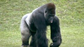 Mrithi, a 20-year-old male western lowland gorilla.