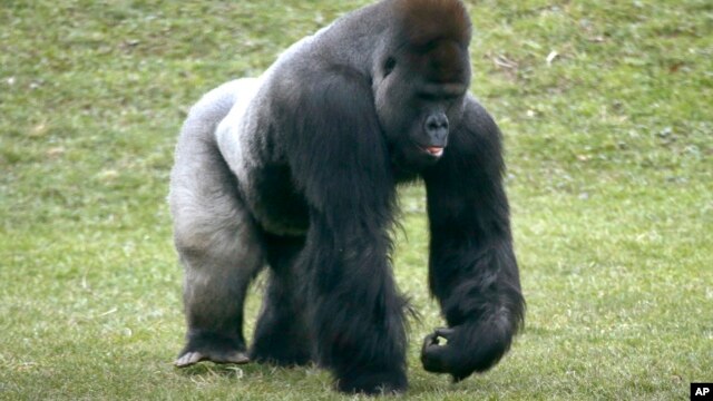 Khỉ gorilla ở vùng đất thấp cũng là nạn nhân của vi rút Ebola.