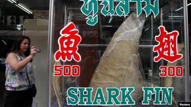 A woman takes a photograph of a dried shark fin on display at a restaurant in Bangkok, host city of the CITES meeting, March 5, 2013.