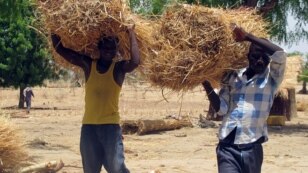 Nigerians of Cameroonian origin carry straw bales to build houses in a village of Tallamallabrahim, northern Cameroon, May 27, 2013, where they settled after fleeing Nigeria to escape massacres by the Islamic group Boko Haram.