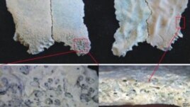 A fragment of a child's skull discovered at Olduvai Gorge, Tanzania, shows the oldest known evidence of anemia caused by a nutritional deficiency. (Credit: Dominguez-Rodrigo M, Pickering TR, Diez-Martin F, Mabulla A, Musiba C)