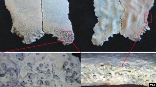 A fragment of a child's skull discovered at Olduvai Gorge, Tanzania, shows the oldest known evidence of anemia caused by a nutritional deficiency. (Credit: Dominguez-Rodrigo M, Pickering TR, Diez-Martin F, Mabulla A, Musiba C)