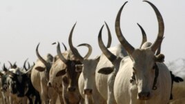 Cattle in South Sudan are a sign of wealth and used to pay dowries. (file photo 2009)