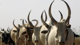 Cattle are a source of prestige and wealth in South Sudan and are seen by some officials as a cause of insecurity. (AP)