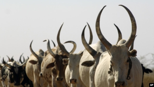 Arab nomads from Sudan are suspected in the latest violent attacks in South Sudan, which claimed three lives and saw more than 700 head of cattle stolen. (AP)