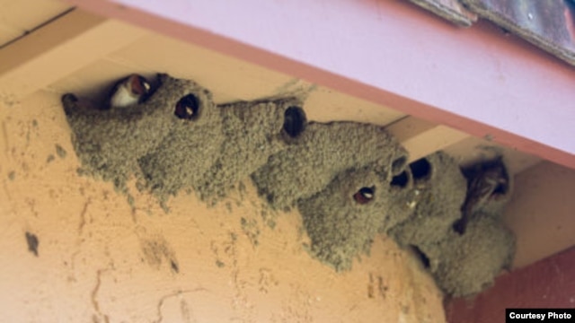 Although the swallows have yet to return to Capistrano, clusters of nests are seen in a neighborhood less than a quarter mile away. (Michael Juliano/KPCC)