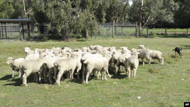 Sheep mustering on Warrook Cattle Farm in Monomeith,  76 kilometers (48 miles) south of  Melbourne, Australia, March 23, 2011