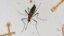 Mosquito do Dengue